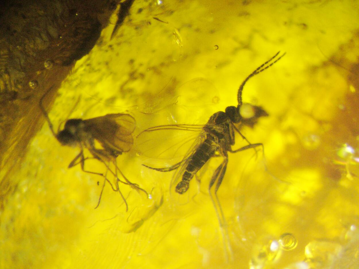 Amber With Inclusions