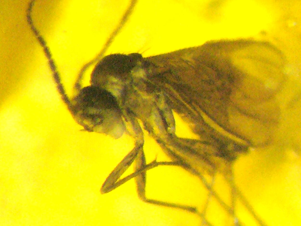 Amber With Inclusions