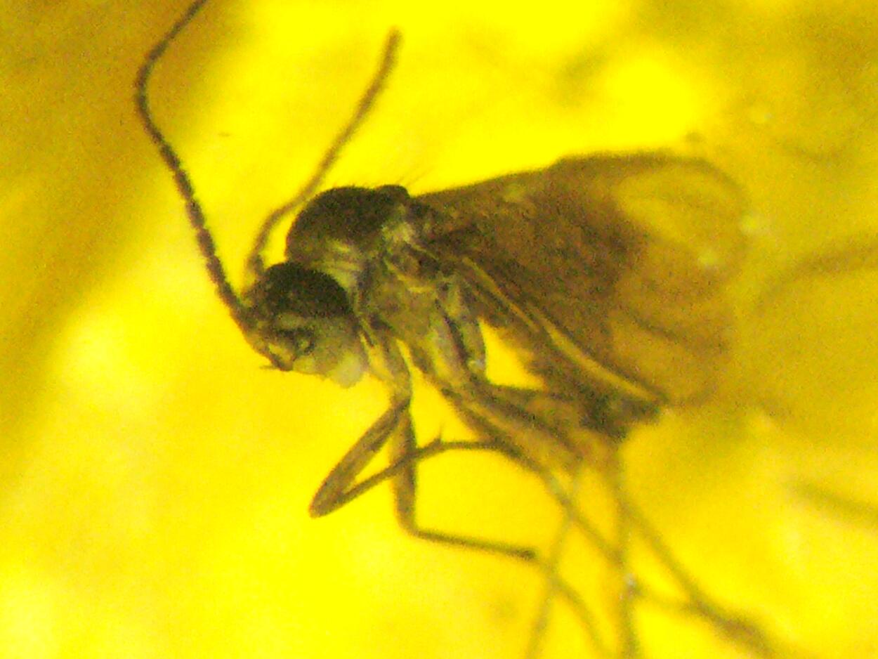 Amber With Inclusions