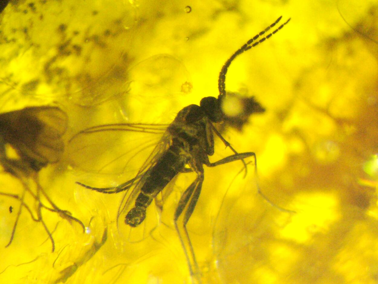 Amber With Inclusions