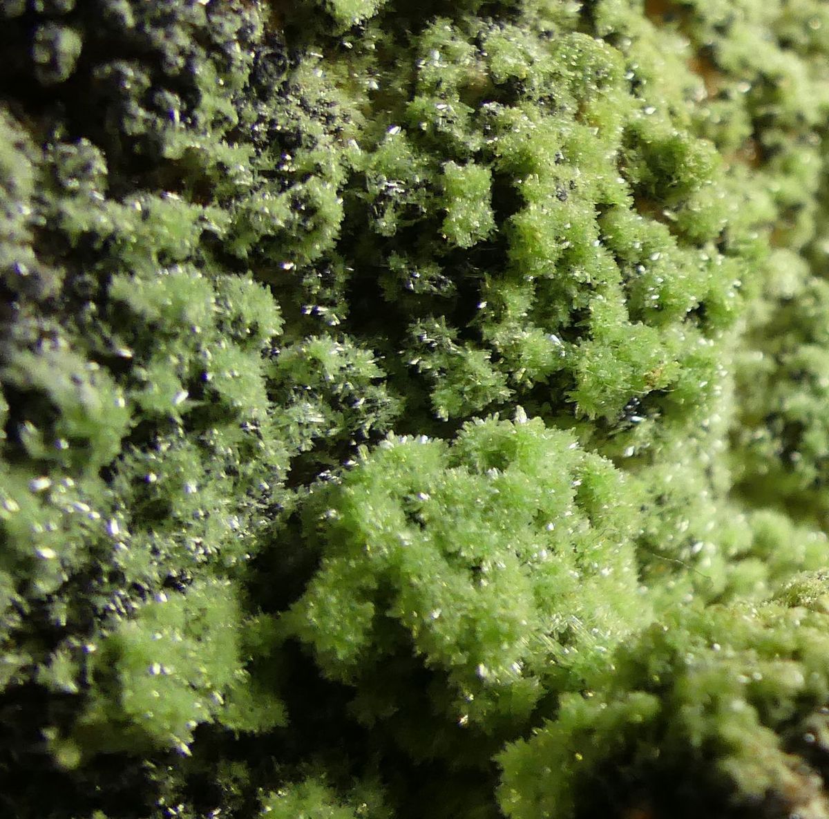 Pyromorphite & Descloizite