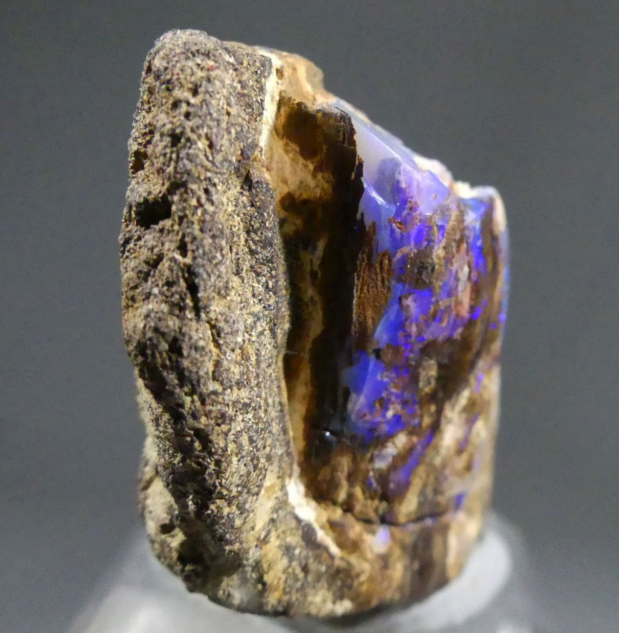 Precious Opal Psm Fossil Wood
