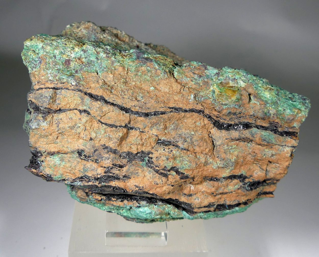 Covellite With Malachite Psm Fossil Wood