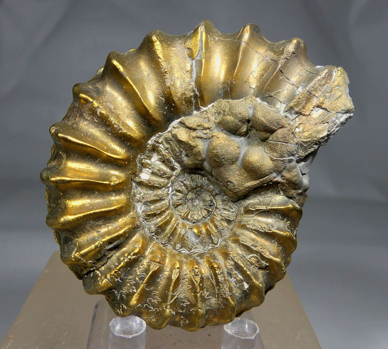 Pyritised Ammonite