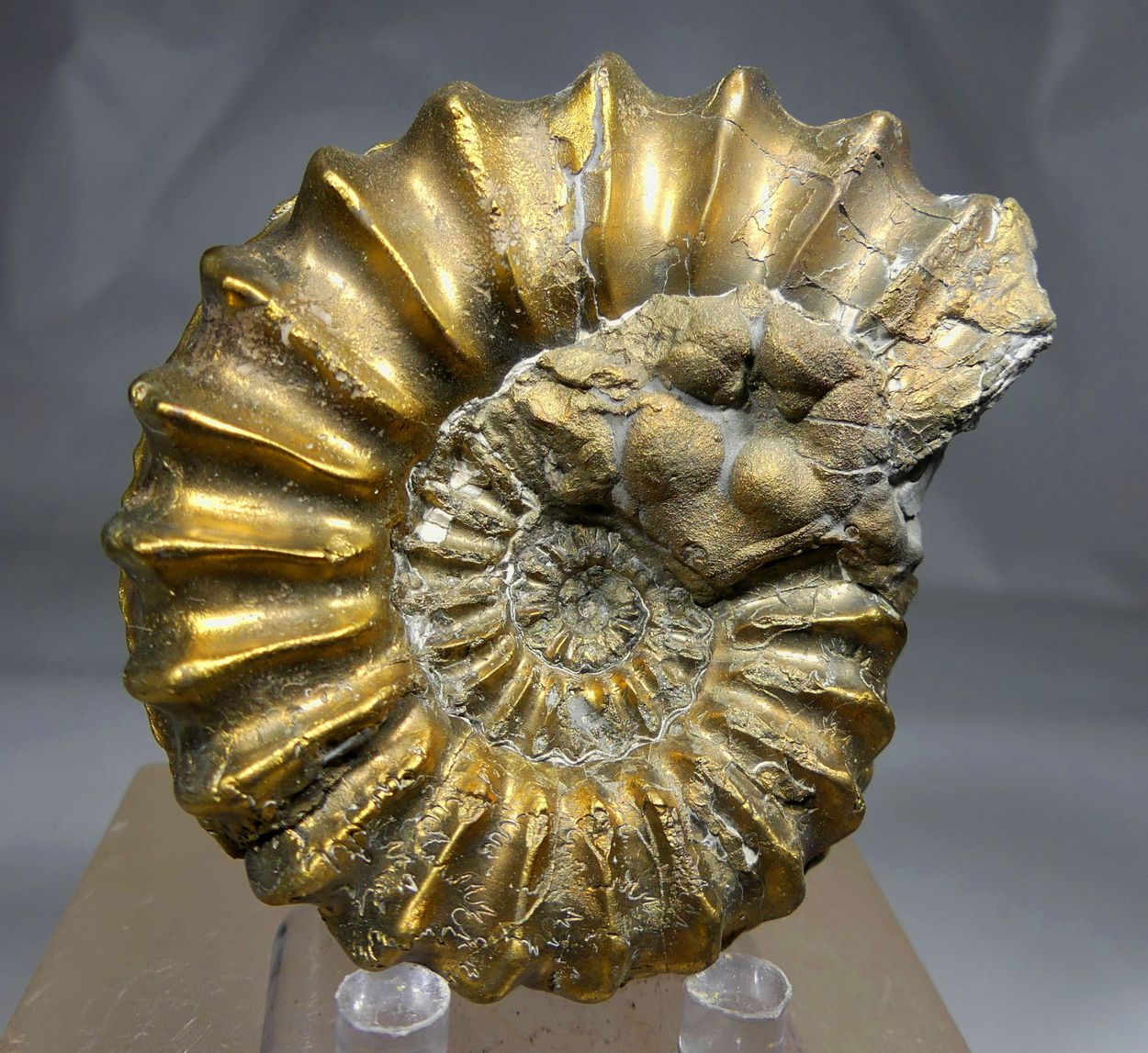 Pyritised Ammonite