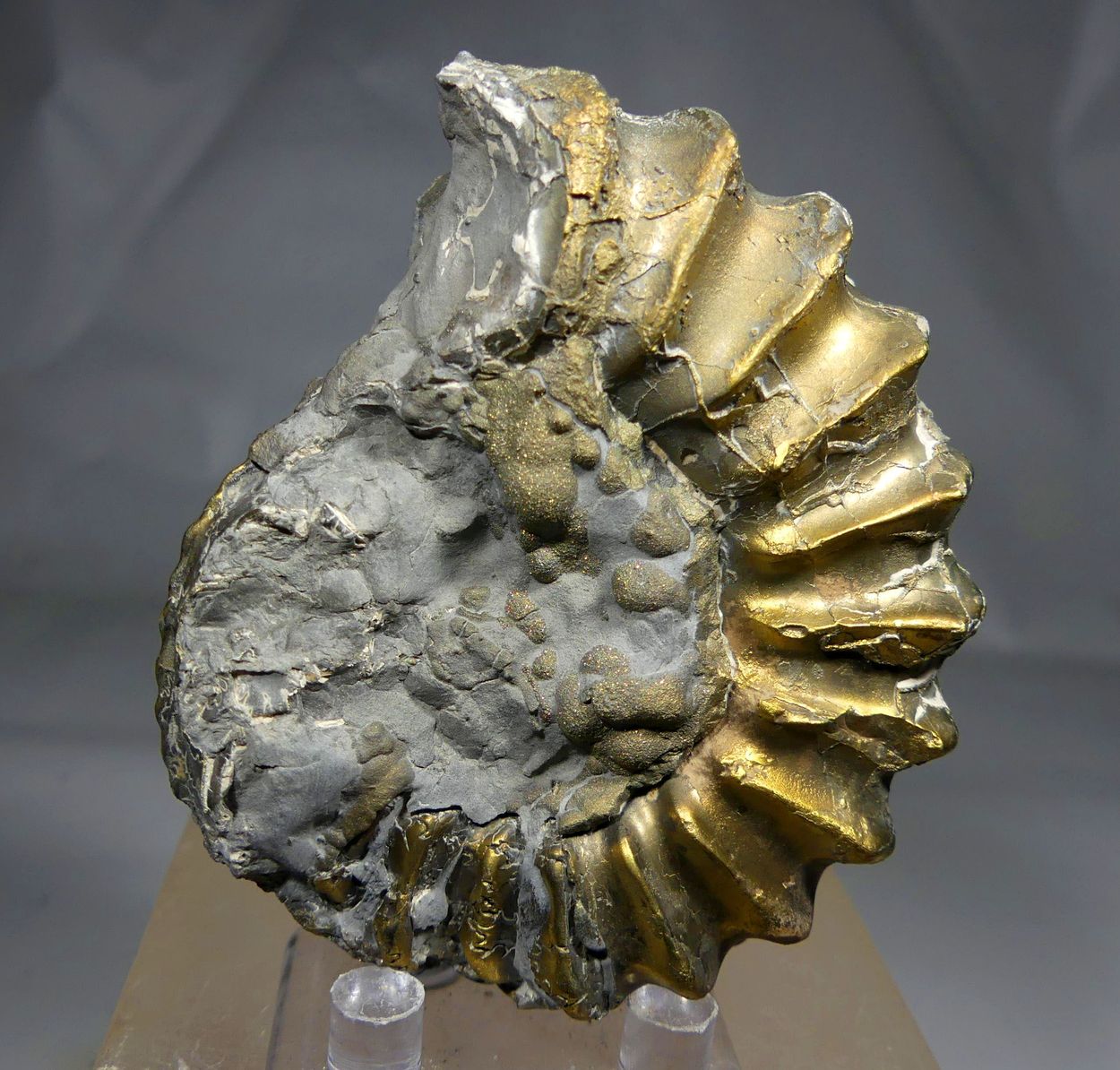 Pyritised Ammonite