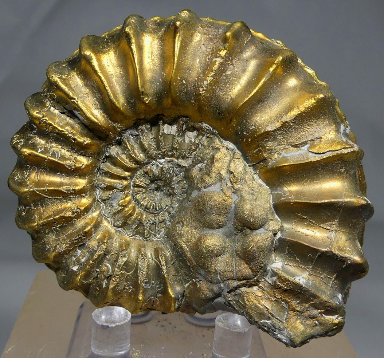 Pyritised Ammonite