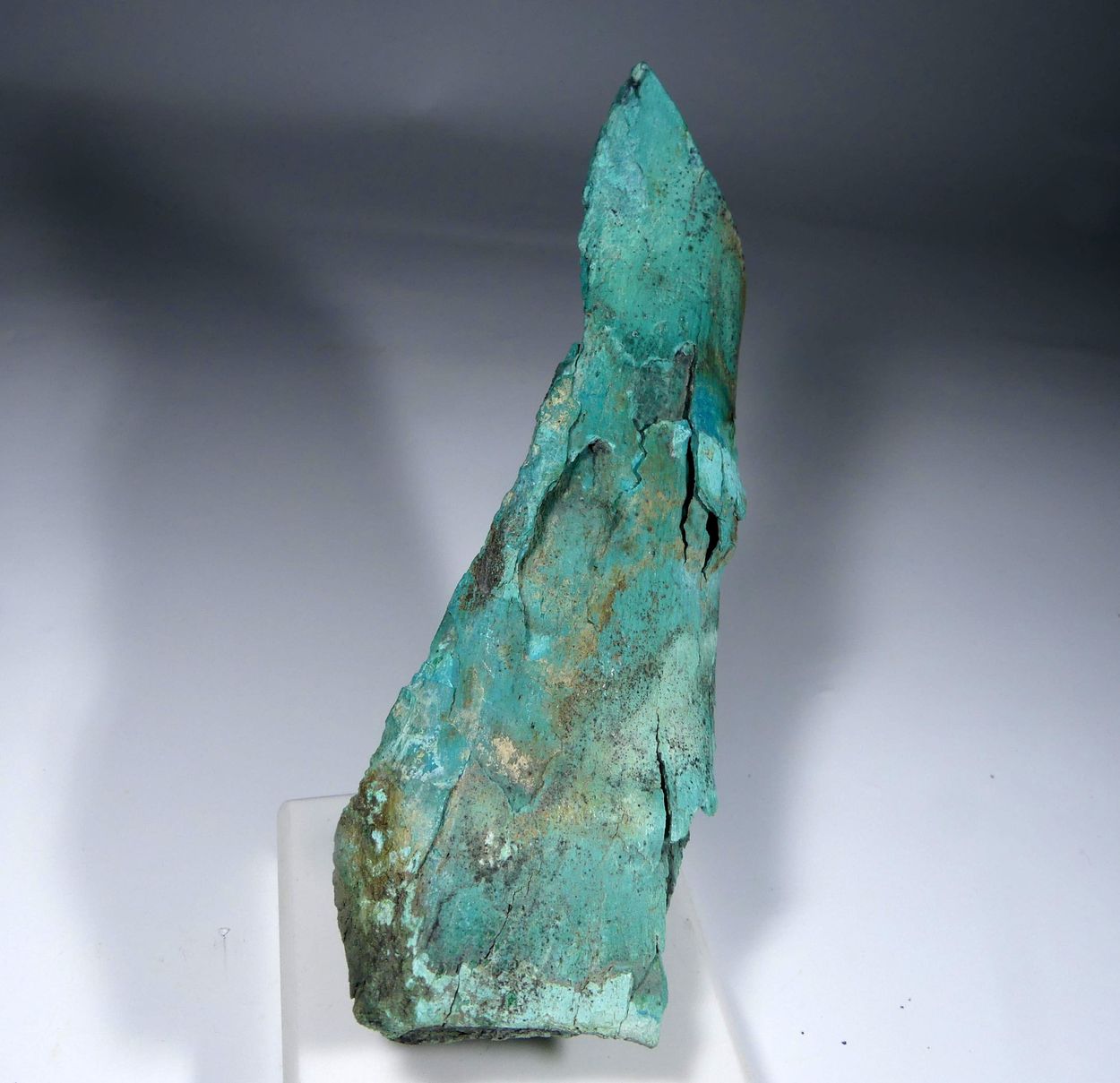 Turquoise Psm Fossil Bone