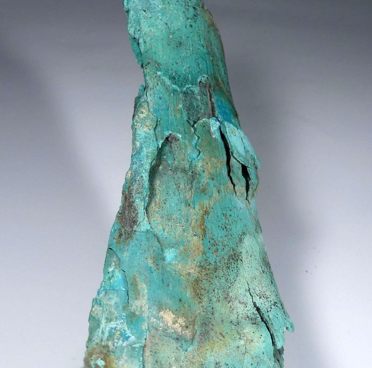 Turquoise Psm Fossil Bone