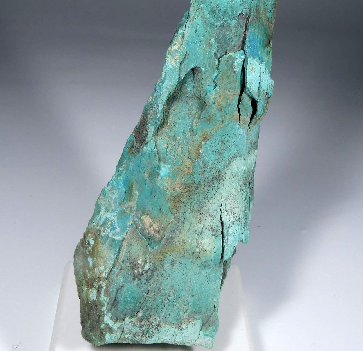 Turquoise Psm Fossil Bone