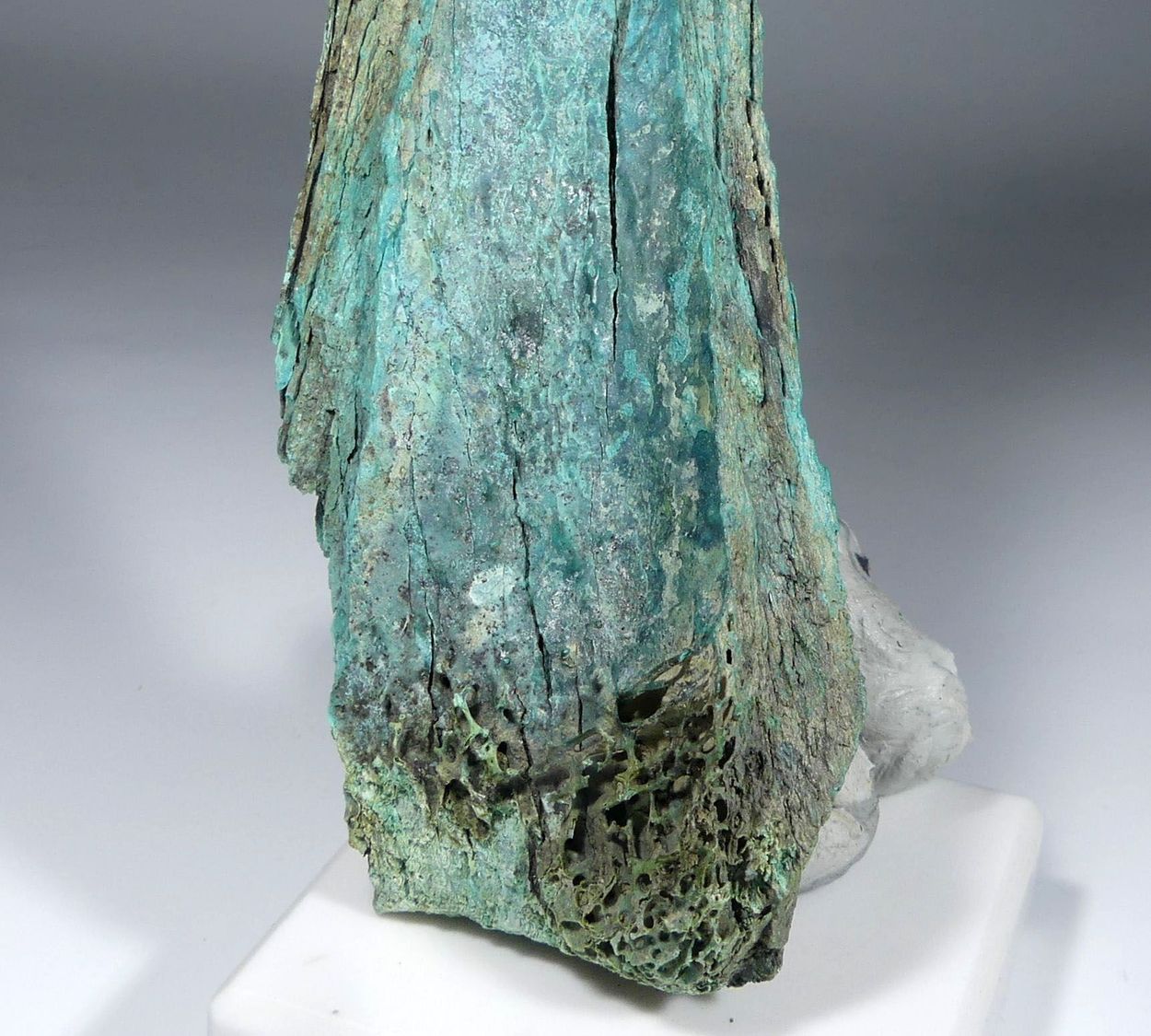 Turquoise Psm Fossil Bone