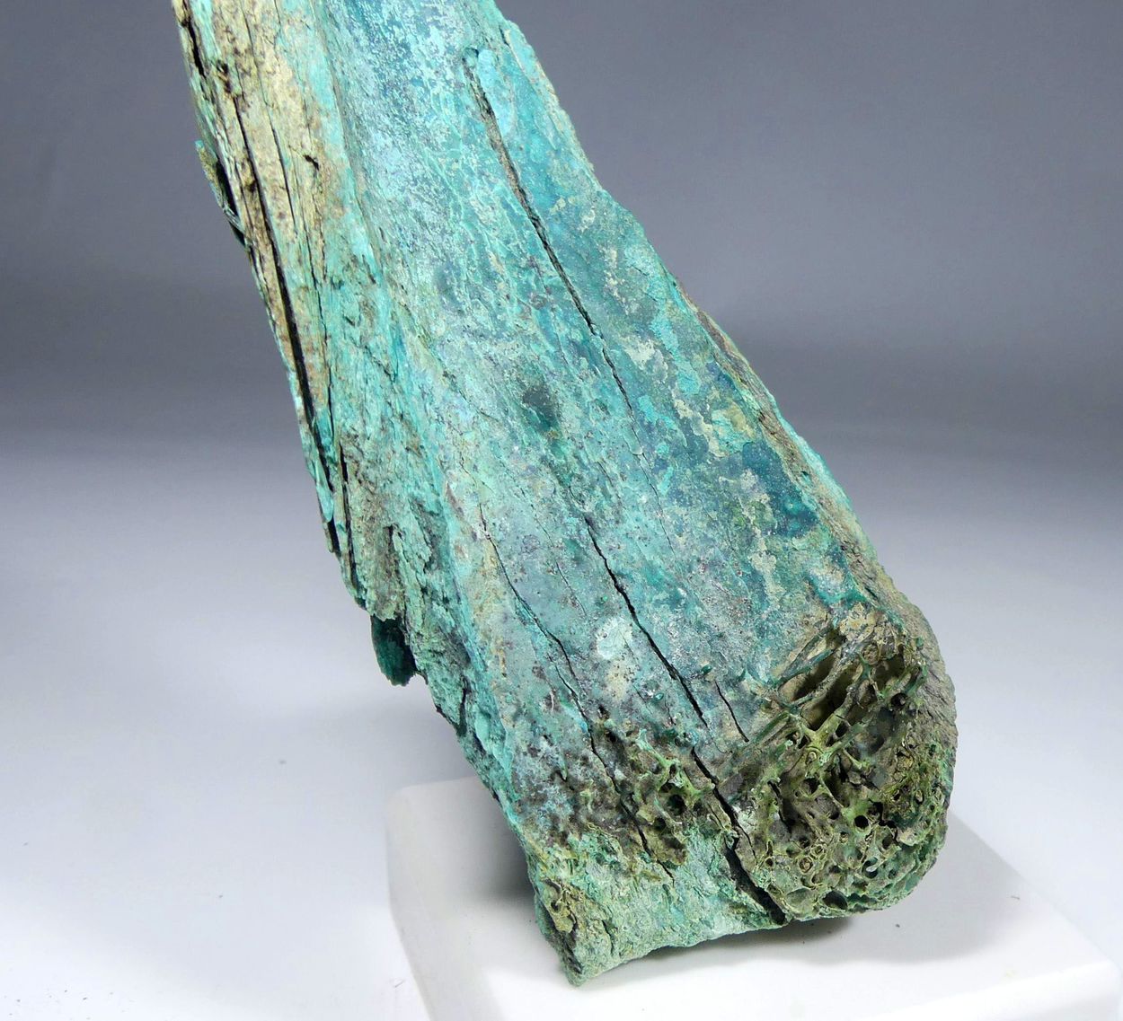 Turquoise Psm Fossil Bone