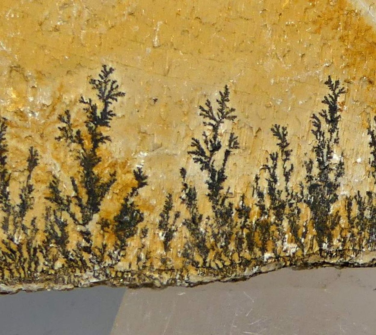 Manganese Dendrites