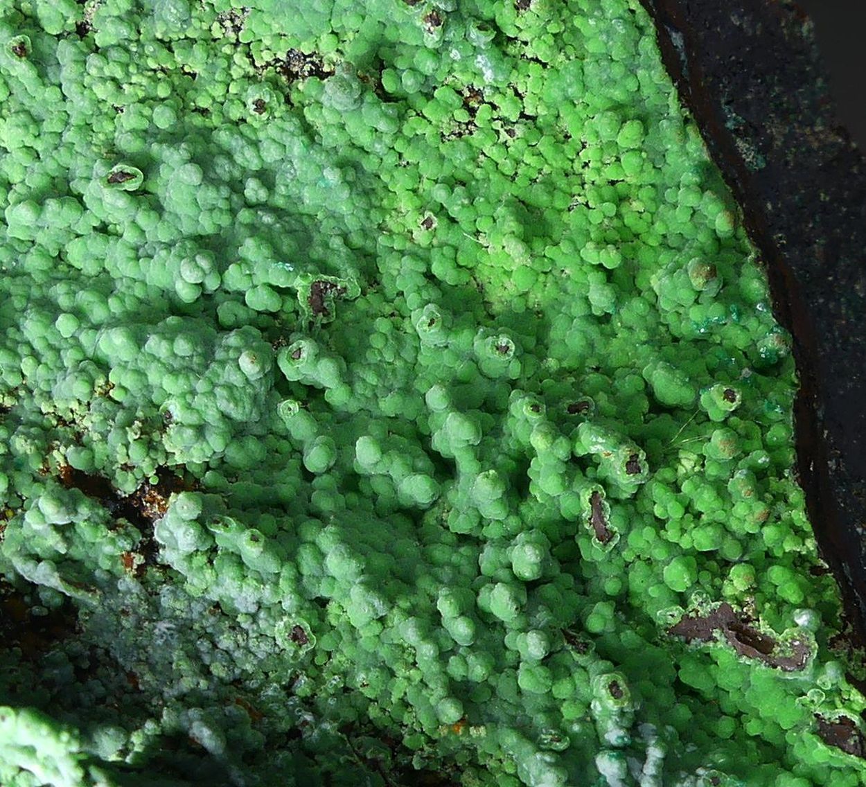 Conichalcite On Limonite