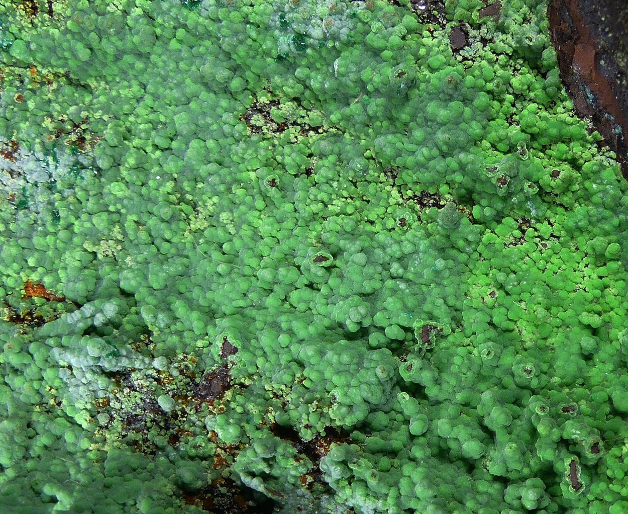 Conichalcite On Limonite