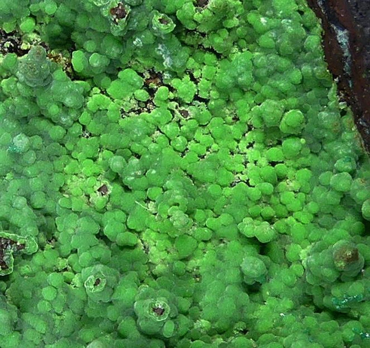 Conichalcite On Limonite