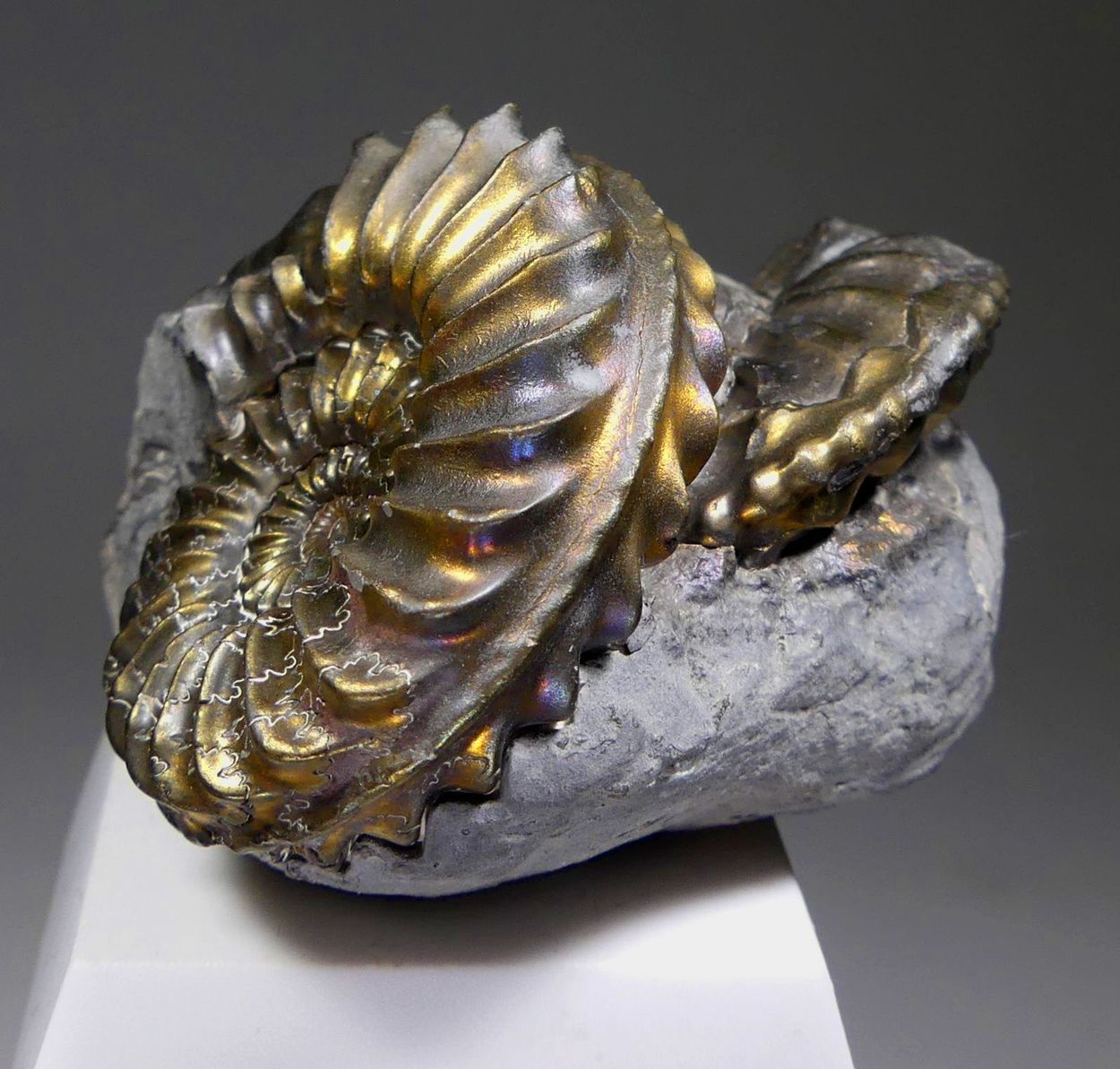 Pyritised Ammonite
