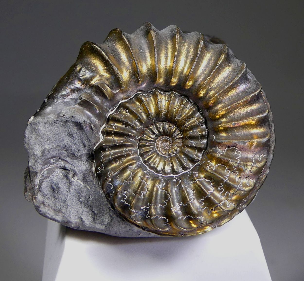 Pyritised Ammonite