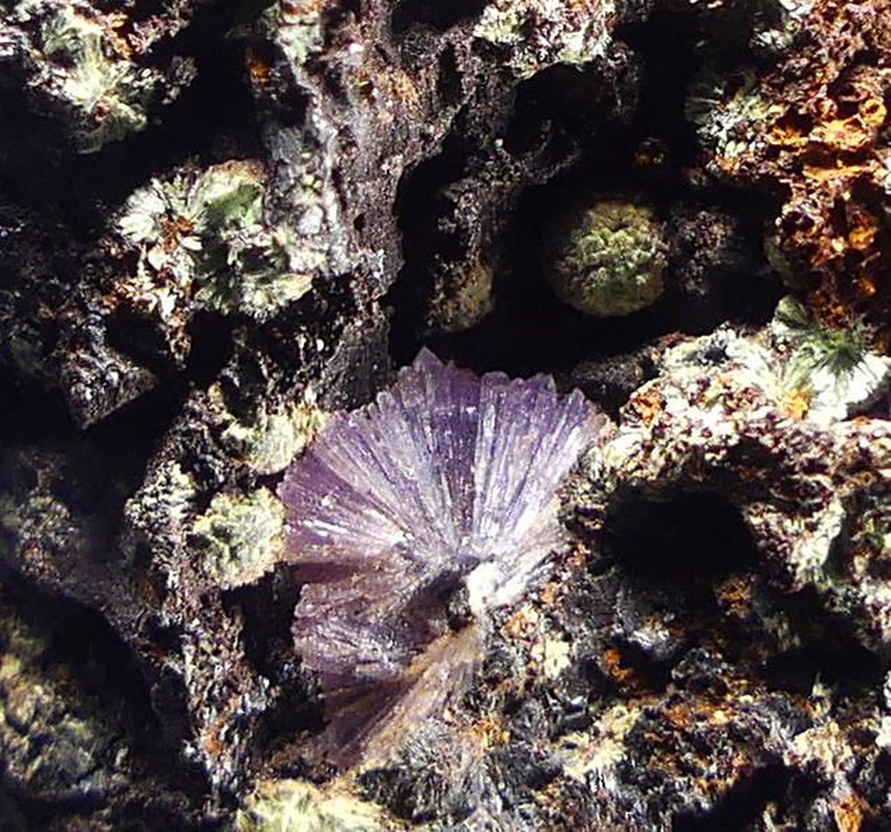 Strengite & Dufrénite