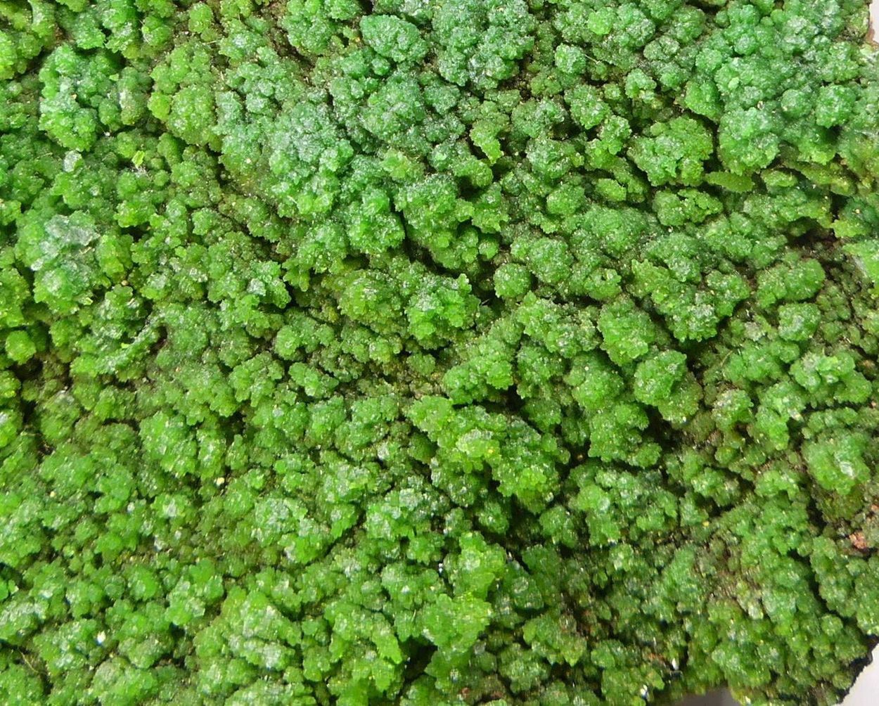 Pyromorphite