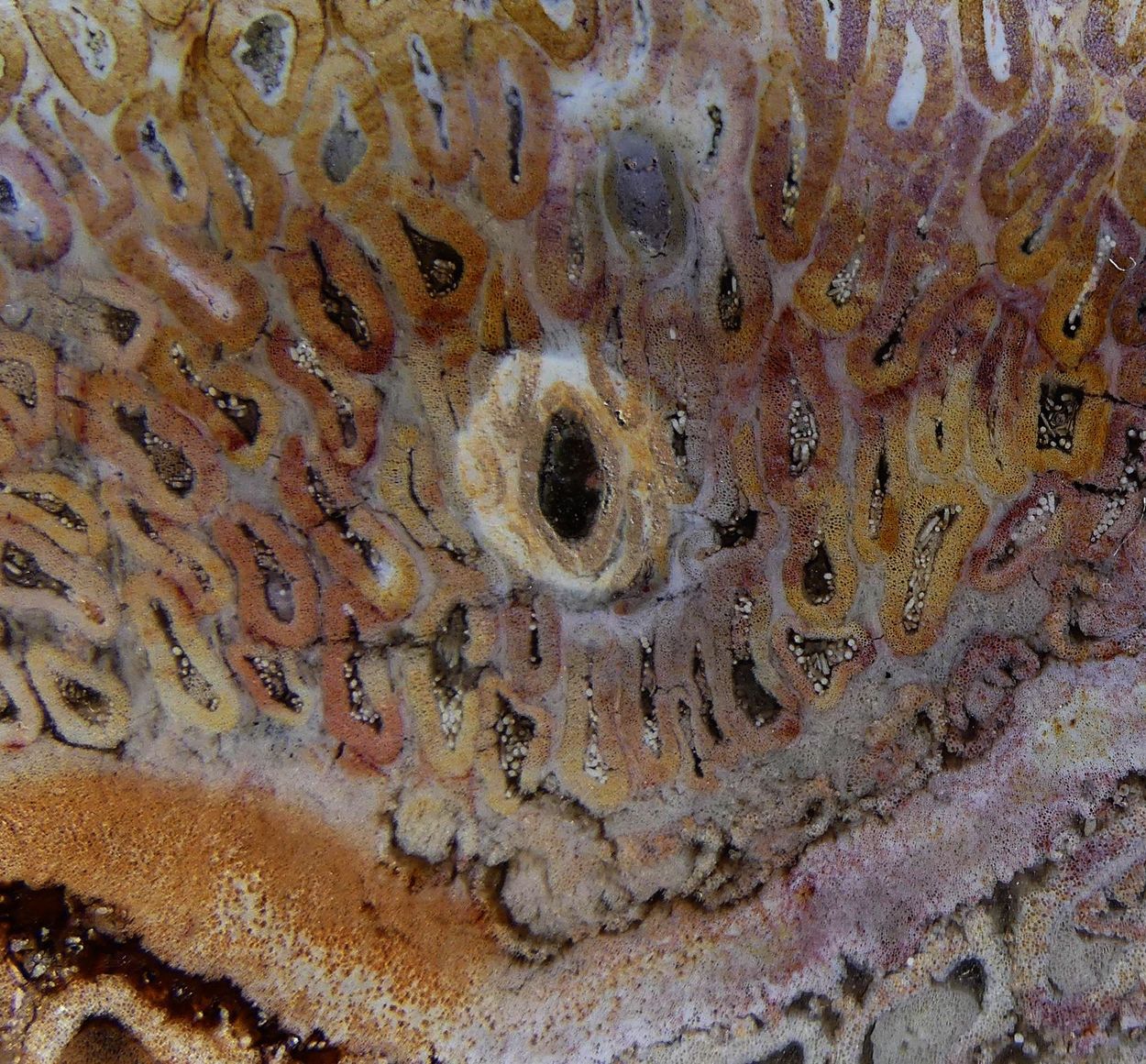 Chalcedony Psm Fossil Plant