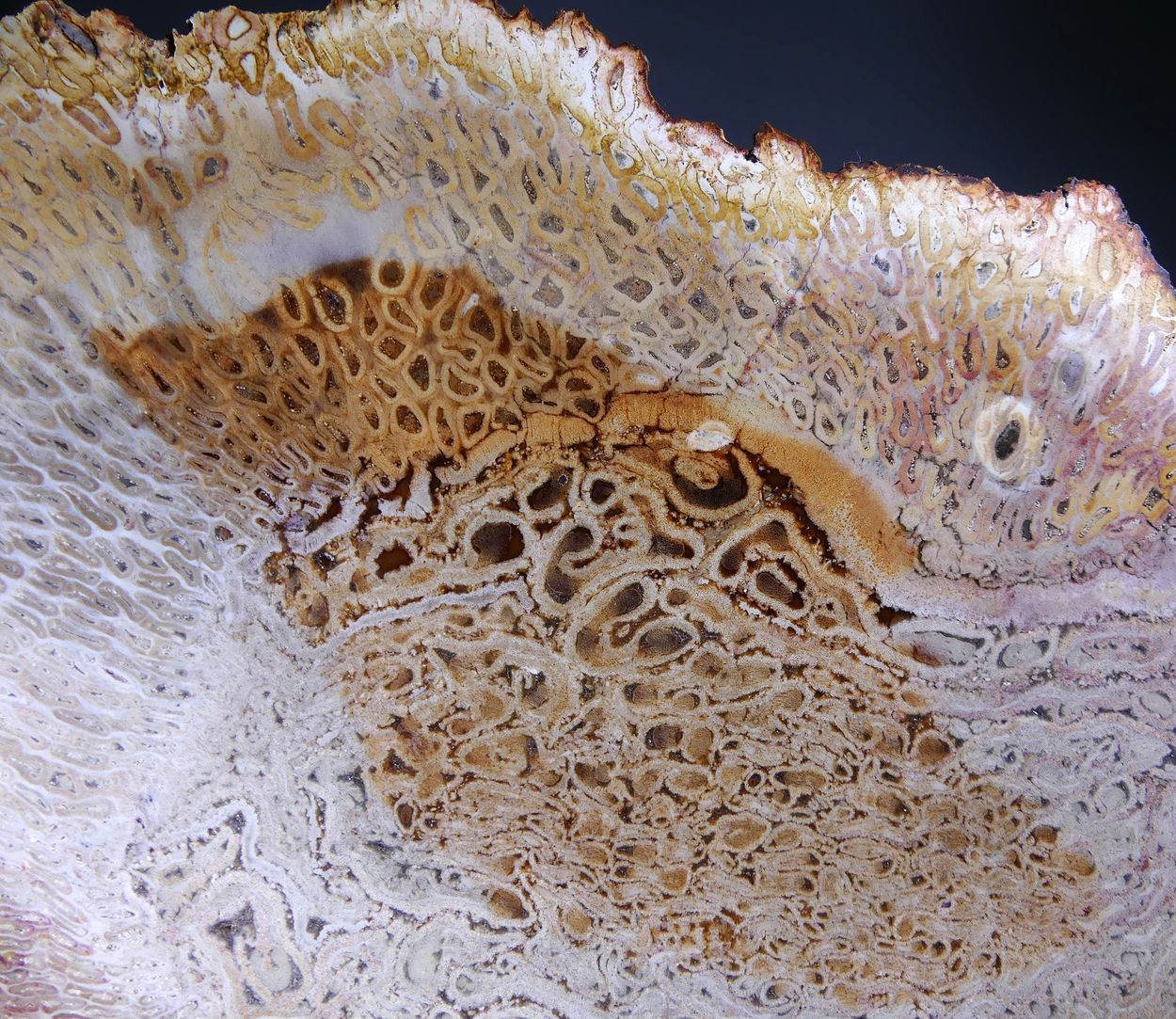 Chalcedony Psm Fossil Plant