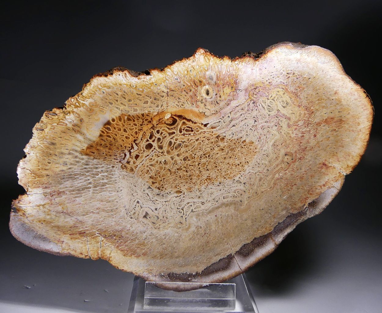 Chalcedony Psm Fossil Plant