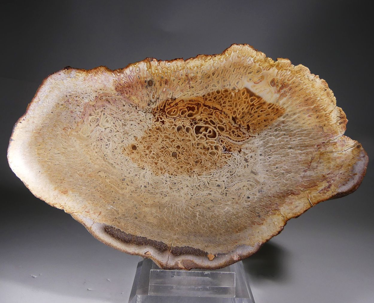 Chalcedony Psm Fossil Plant