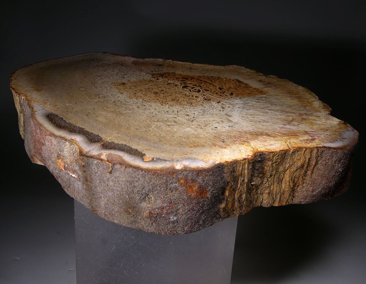 Chalcedony Psm Fossil Plant