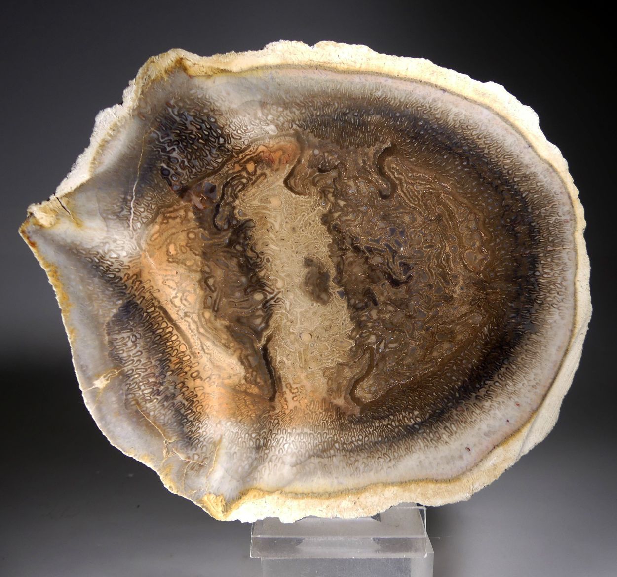 Chalcedony Psm Fossil Plant