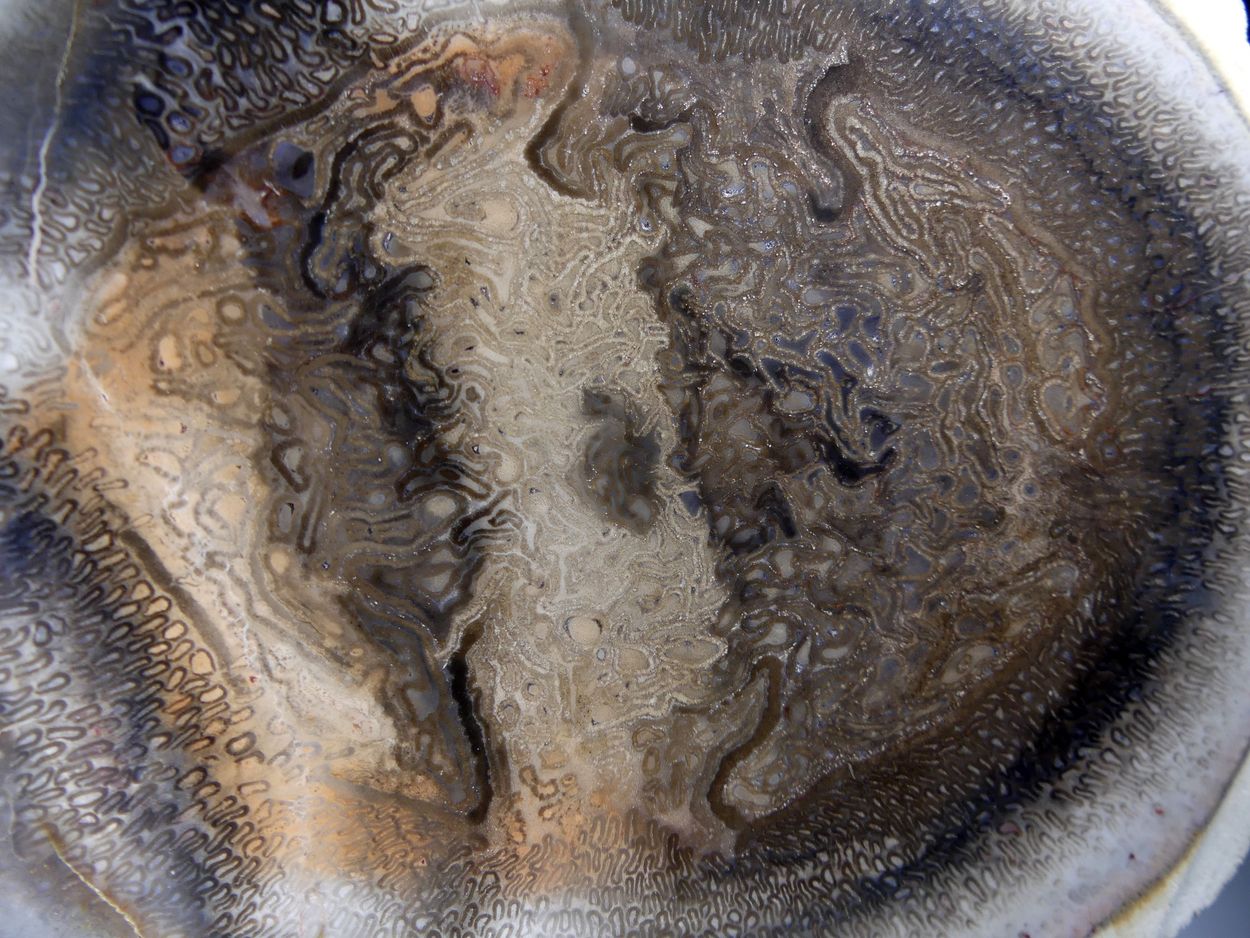 Chalcedony Psm Fossil Plant