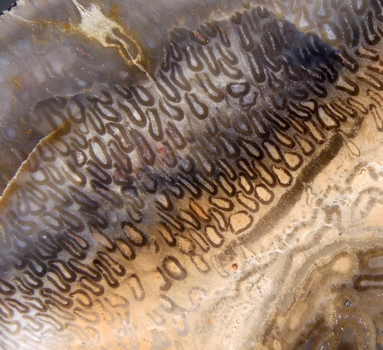 Chalcedony Psm Fossil Plant