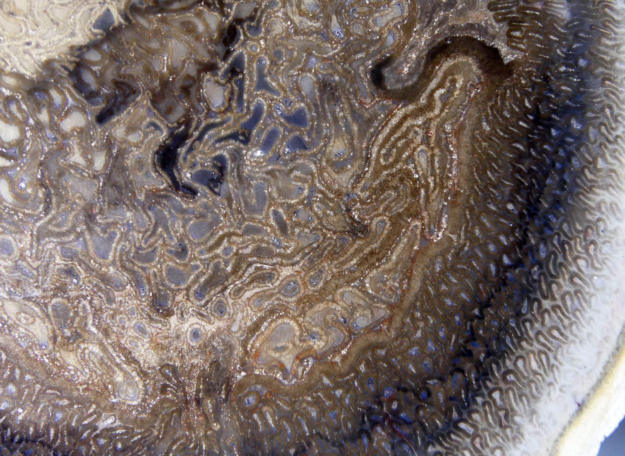 Chalcedony Psm Fossil Plant