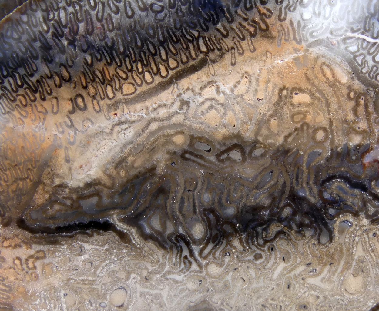 Chalcedony Psm Fossil Plant