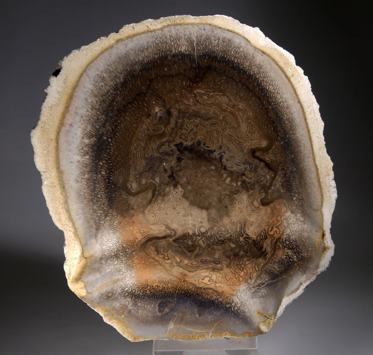 Chalcedony Psm Fossil Plant