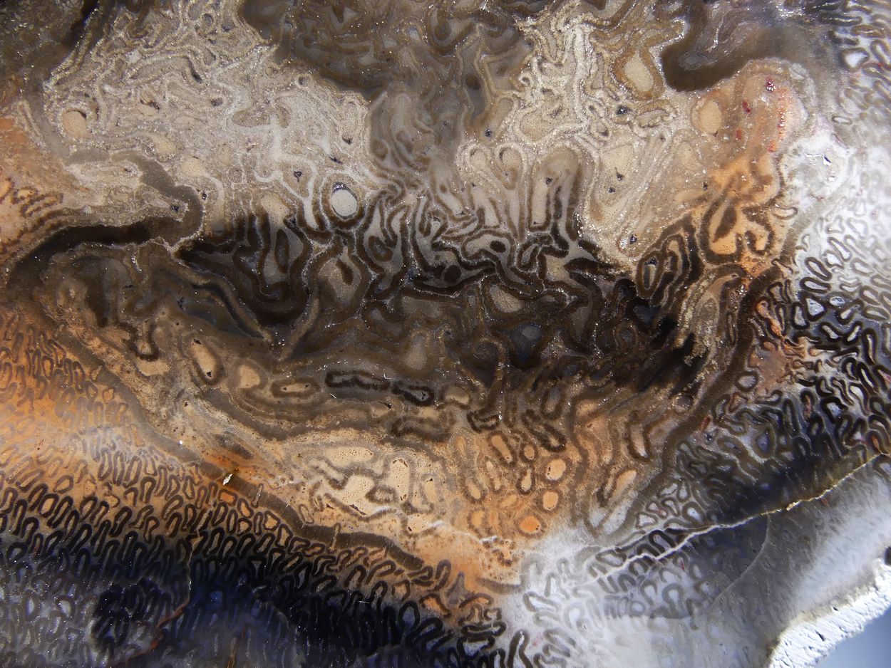 Chalcedony Psm Fossil Plant