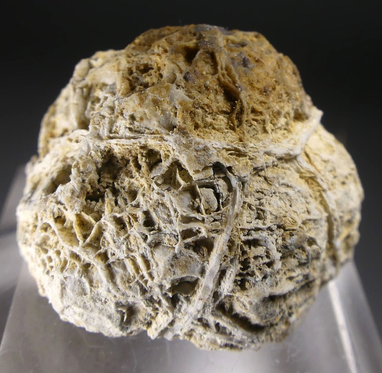 Kutnohorite On Aragonite