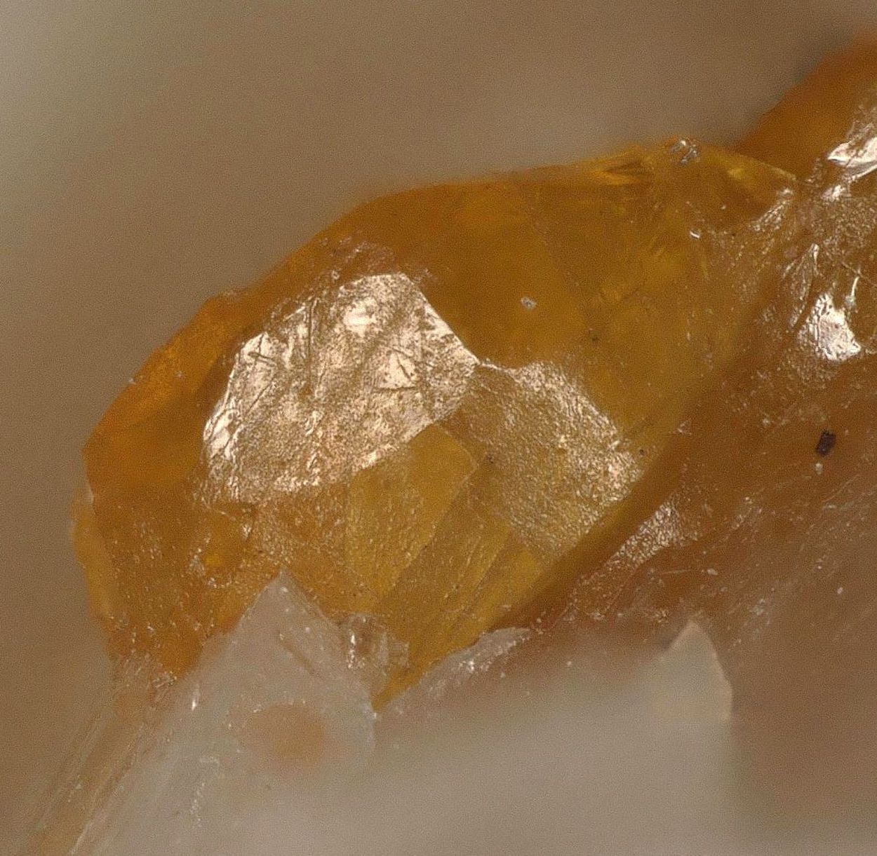 Chondrodite & Pargasite