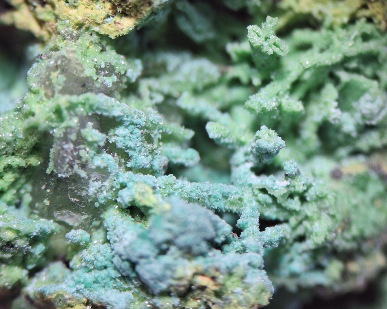 Bayldonite Psm Mimetite Cerussite