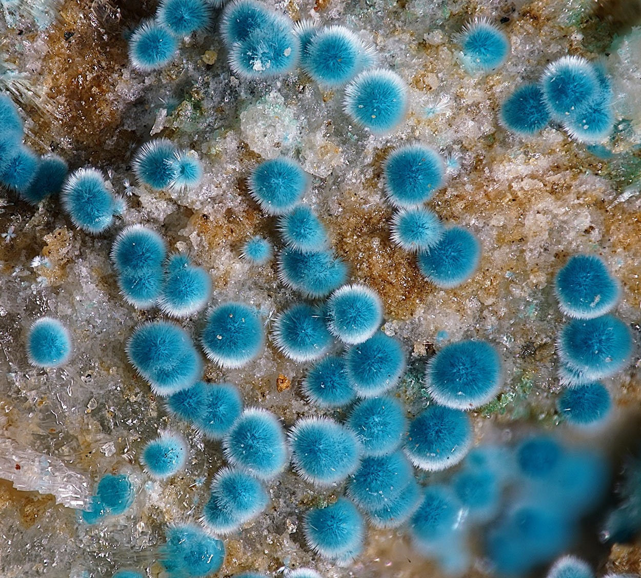 Fehrite & Connellite