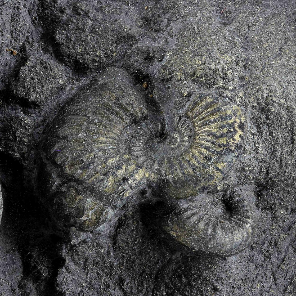Pyritised Ammonite