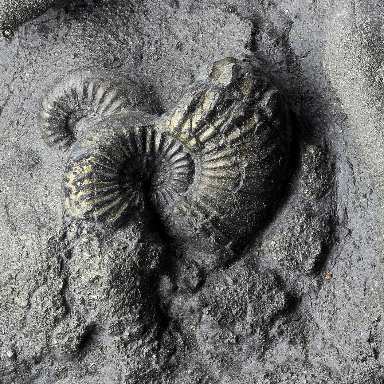 Pyritised Ammonite