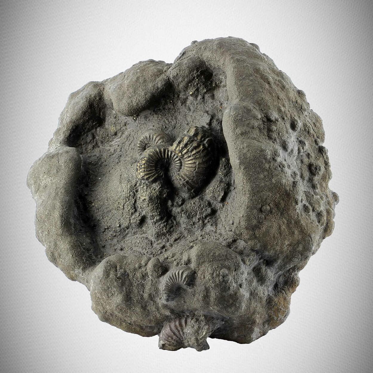 Pyritised Ammonite