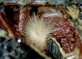 Klebelsbergite With Metastibnite