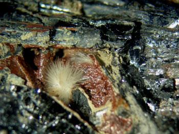 Klebelsbergite With Metastibnite