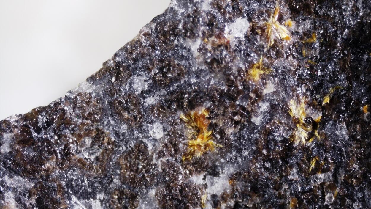 Scheuchzerite