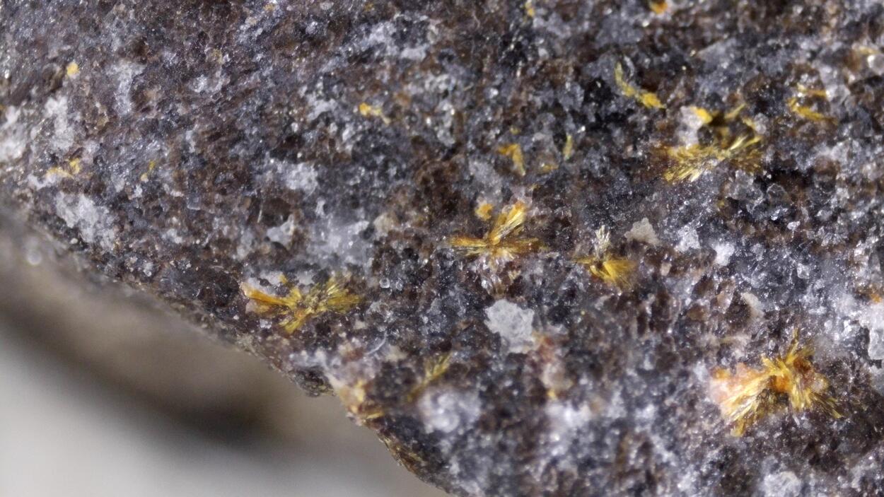 Scheuchzerite