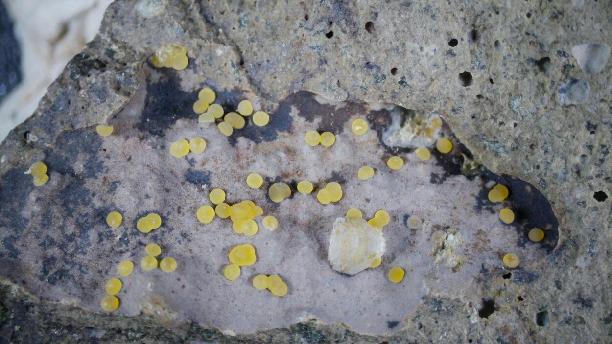 Faujasite-Na Phillipsite-K