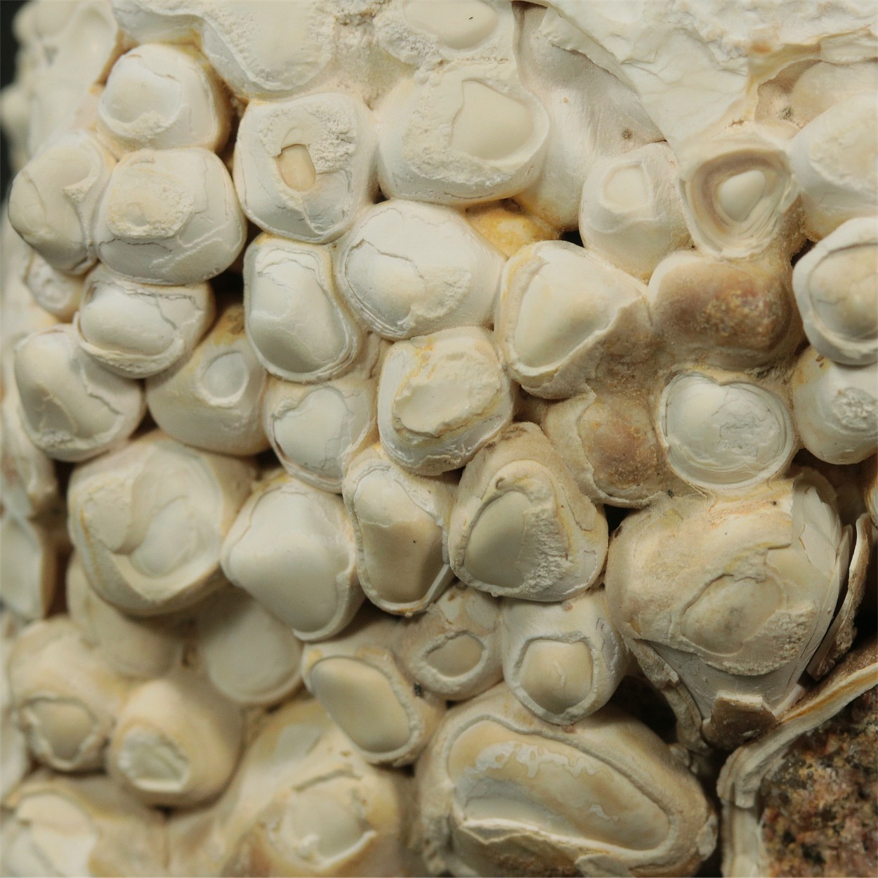 Aragonite Var Erbsenstein