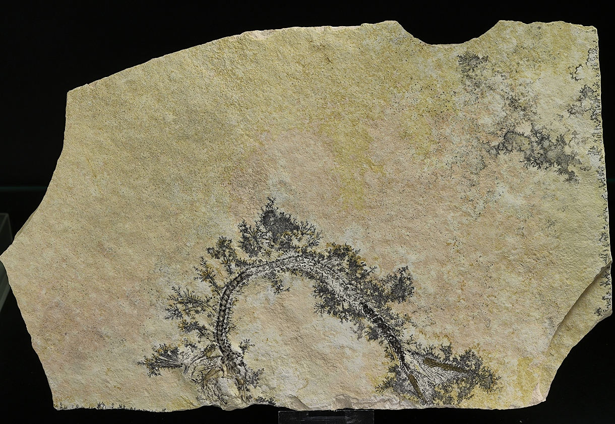 Manganese Oxides On Limestone With Fossil